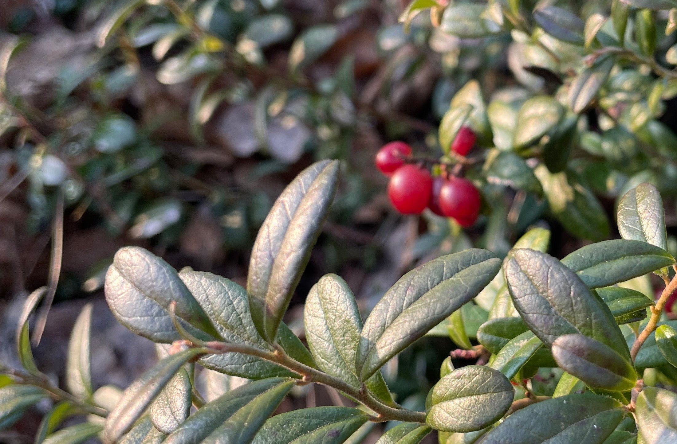 lingonberries earrings